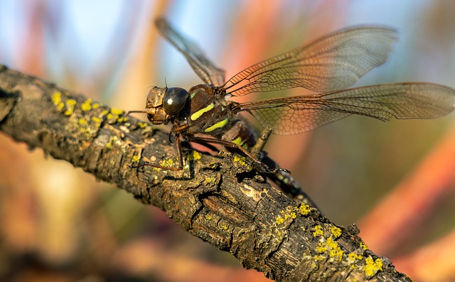Free Dragonfly Insect photo and picture