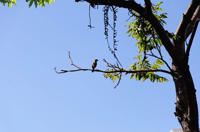 Free Summer Green photo and picture