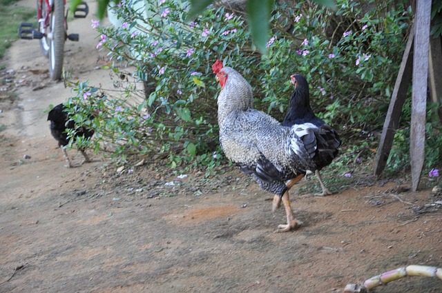 Free Cock Nature photo and picture