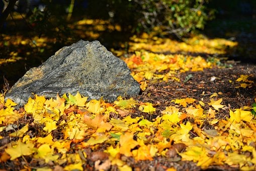 Efterår, Blade, Natur, Løv, Skov, Ahorn