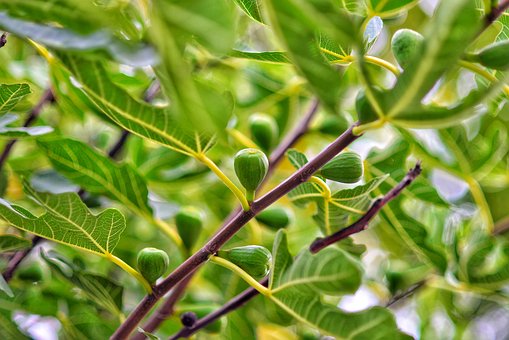 Fig, Natur, Mad, Frugt, Træ, Lækker