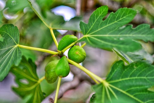 Fig, Natur, Mad, Frugt, Træ, Lækker