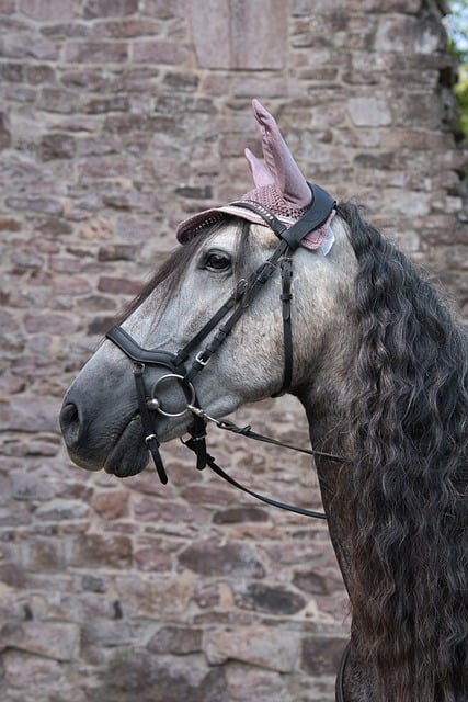 Hest, Natur, Dyr, Portrett, Mane