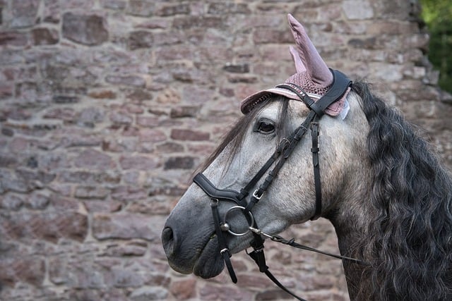 Hest, Natur, Dyr, Portrett, Mane, Hingst