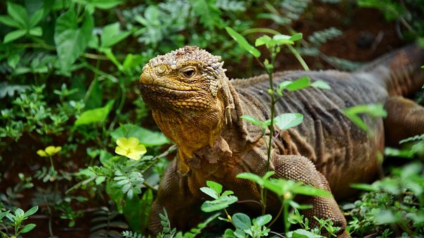 Landguana, Leguán, Ještěrka, Příroda