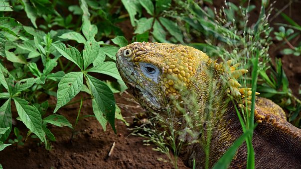Landguana, Leguán, Příroda, Ještěrka