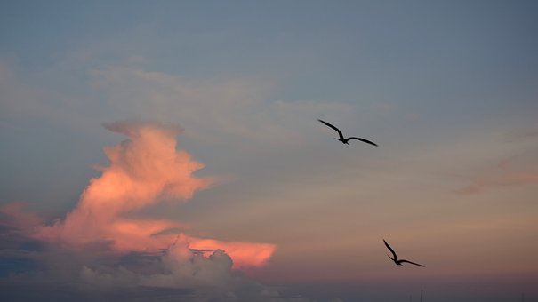 Noc, Nebe, Příroda, Ptactvo, Songbird