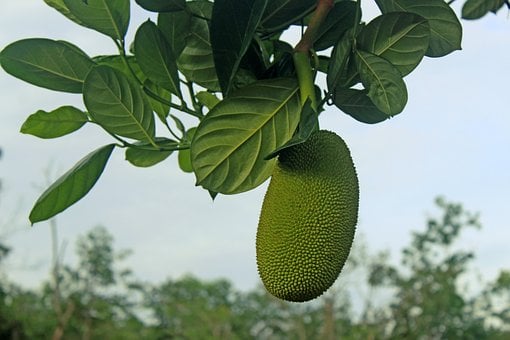 Jackfrugt, Frugt, Naturlig, Plante, Mad