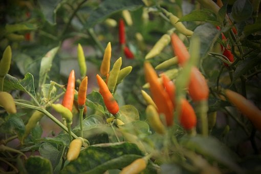 Plante, Naturlig, Chili, Frugt