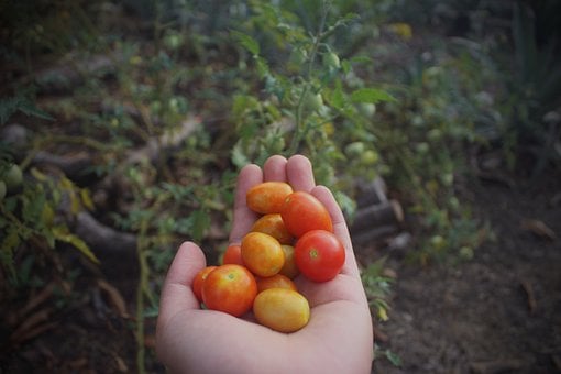 Tomat, Frugt, Mad, Naturlig, Frugter
