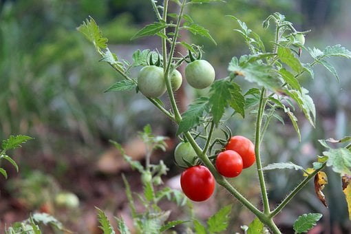 Tomat, Frugt, Mad, Naturlig, Plante