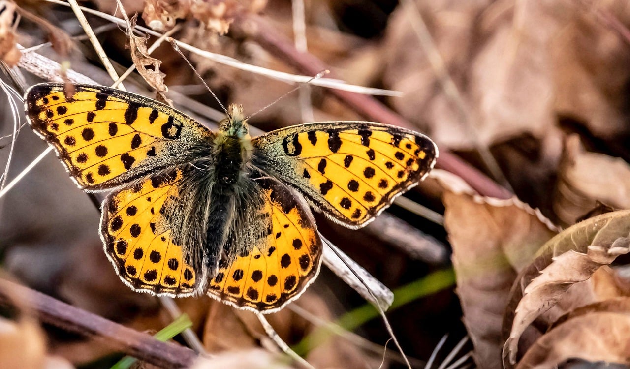 Pearl Moth - free online jigsaw puzzle photo