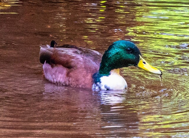Free American Black Duck Nature photo and picture