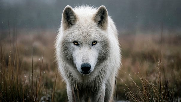 Free Wolf Animal illustration and picture
