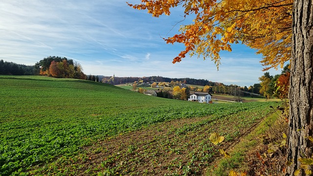 Herbst, Goldener Herbst, Herbstblätter