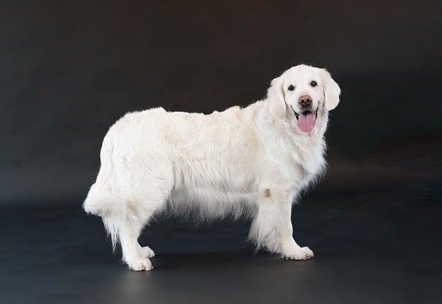 Free Dog Animal photo and picture