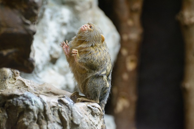 Free Animal Nature photo and picture