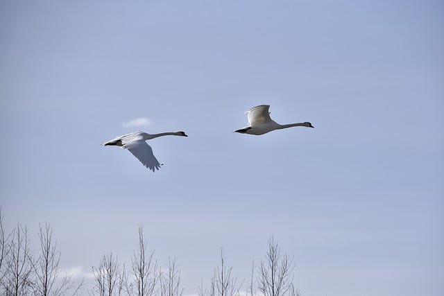 Free Nature Bird photo and picture