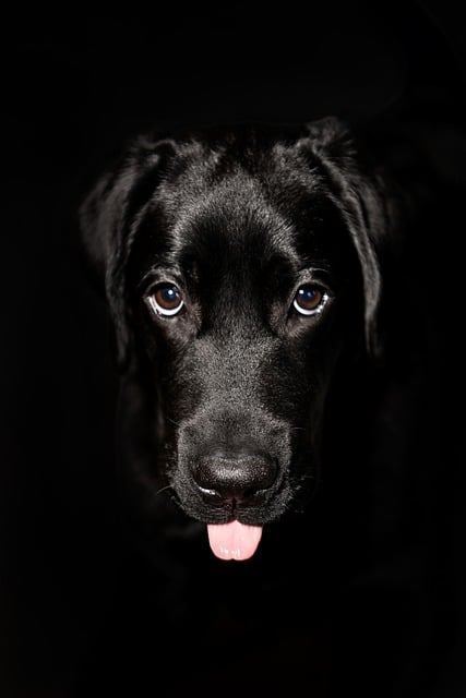 Free Labrador Dog photo and picture