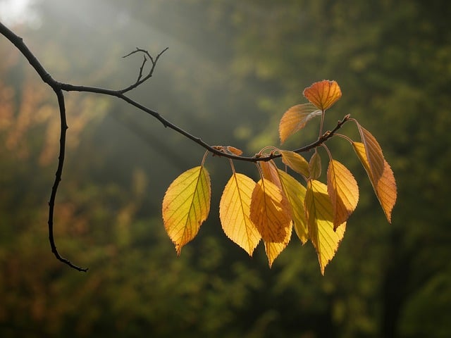 Free fall autumn leaves october illustration