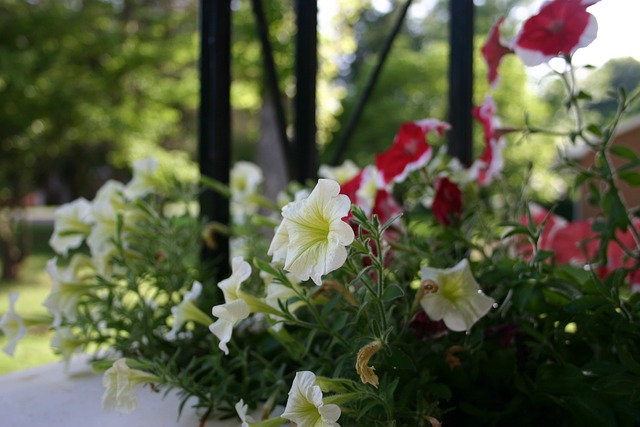 Free Petunias Flowers photo and picture