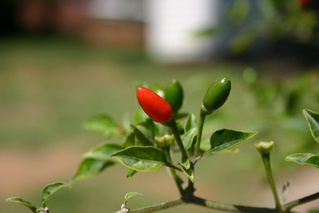 Free Pepper Hot photo and picture