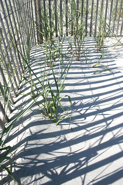 Free Dunes Sand photo and picture