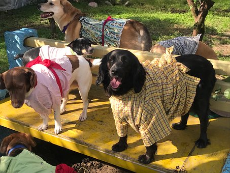 Free Dogs Costume photo and picture