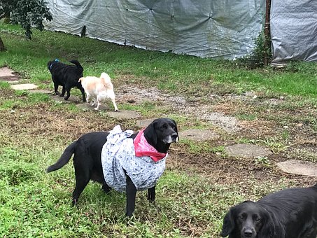Free Dog Costume photo and picture