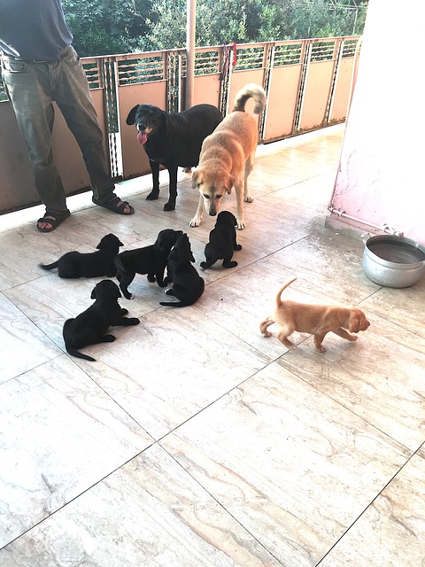 Free Puppy Cute photo and picture