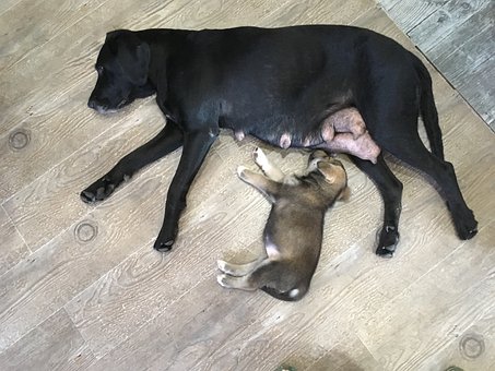 Free Labrador Nursing photo and picture