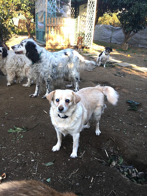 Free Dog Chihuahua photo and picture