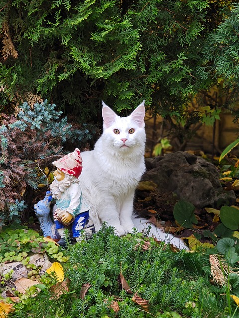 Free Cat White photo and picture