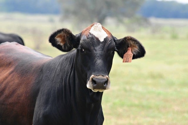 Spring Cattle Photography 30,000+ Free Spring Cattle & Nature Images - Pixabay