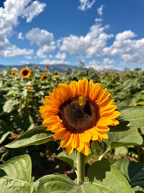Sunflower Yellow Nature - Free photo on Pixabay