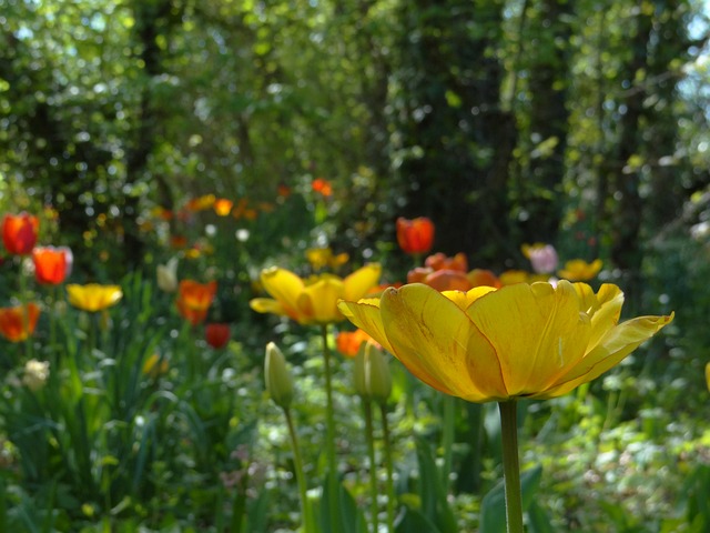 Free Tulip Nature photo and picture