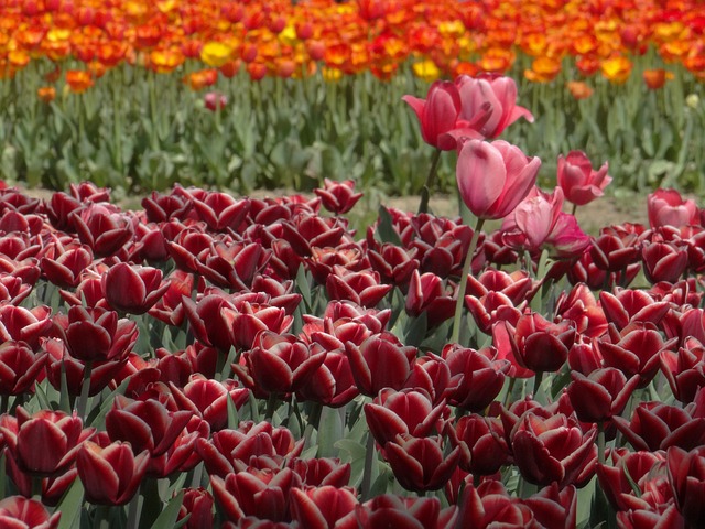 Free Tulips Tulip Field photo and picture