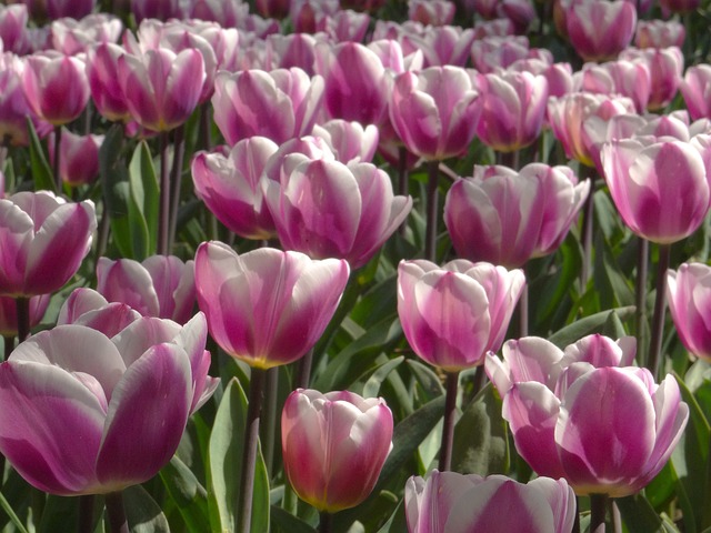 Free Tulips Tulip Field photo and picture