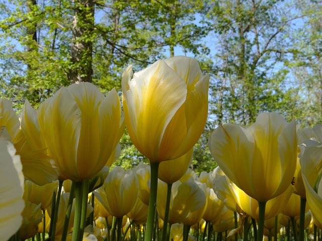 Free Tulip Colorful Tulips photo and picture