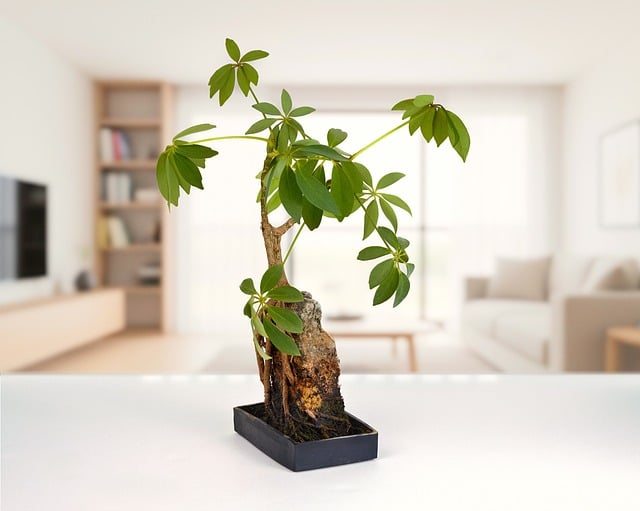 Free Plant Schefflera photo and picture