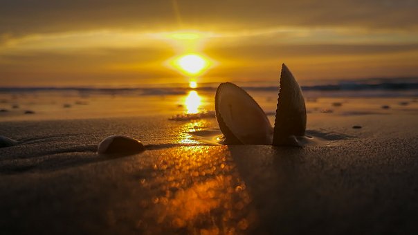 Free Shell Beach photo and picture