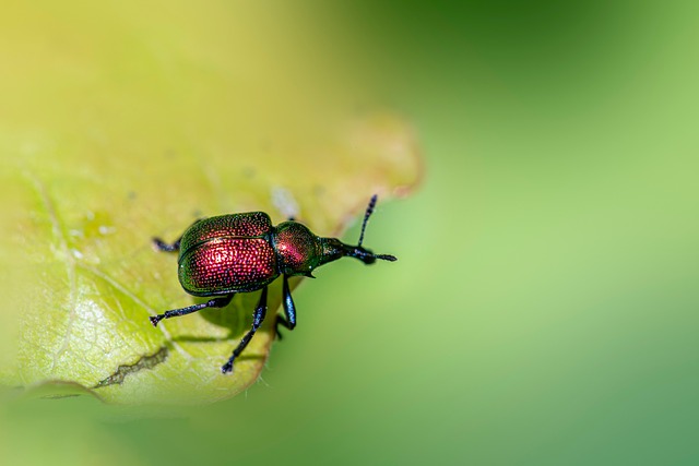 Insectes Ravageurs Insectes Ravageurs Agricoles - Photo gratuite sur Pixabay