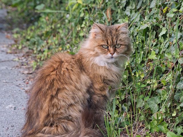 Kat, Langt Hår, Vedbend, Vej