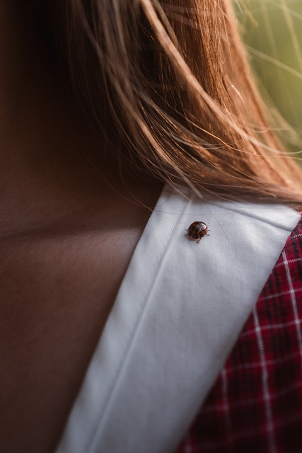Free Ladybug Macro photo and picture