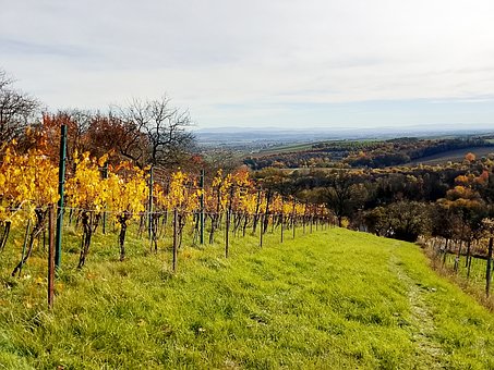 Herfst, Land, Moravië, Wijngaard