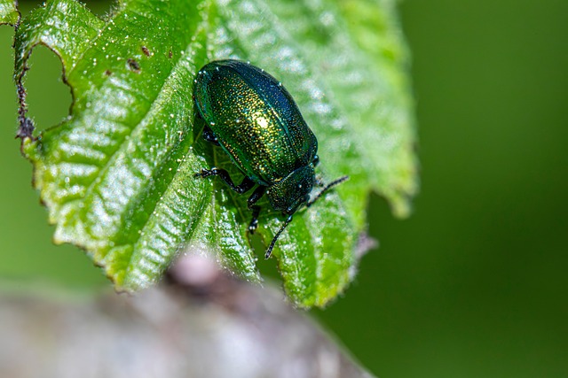 Free Entomology Arthropods photo and picture