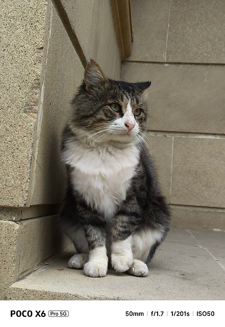 Free Cat Animal photo and picture