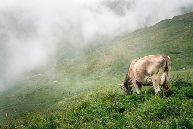 Vaca, Gado, Natureza, Animal, Carne