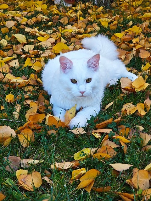 Free Cat Animal photo and picture