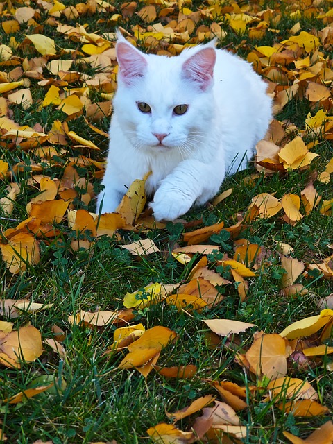 Free Cat Animal photo and picture